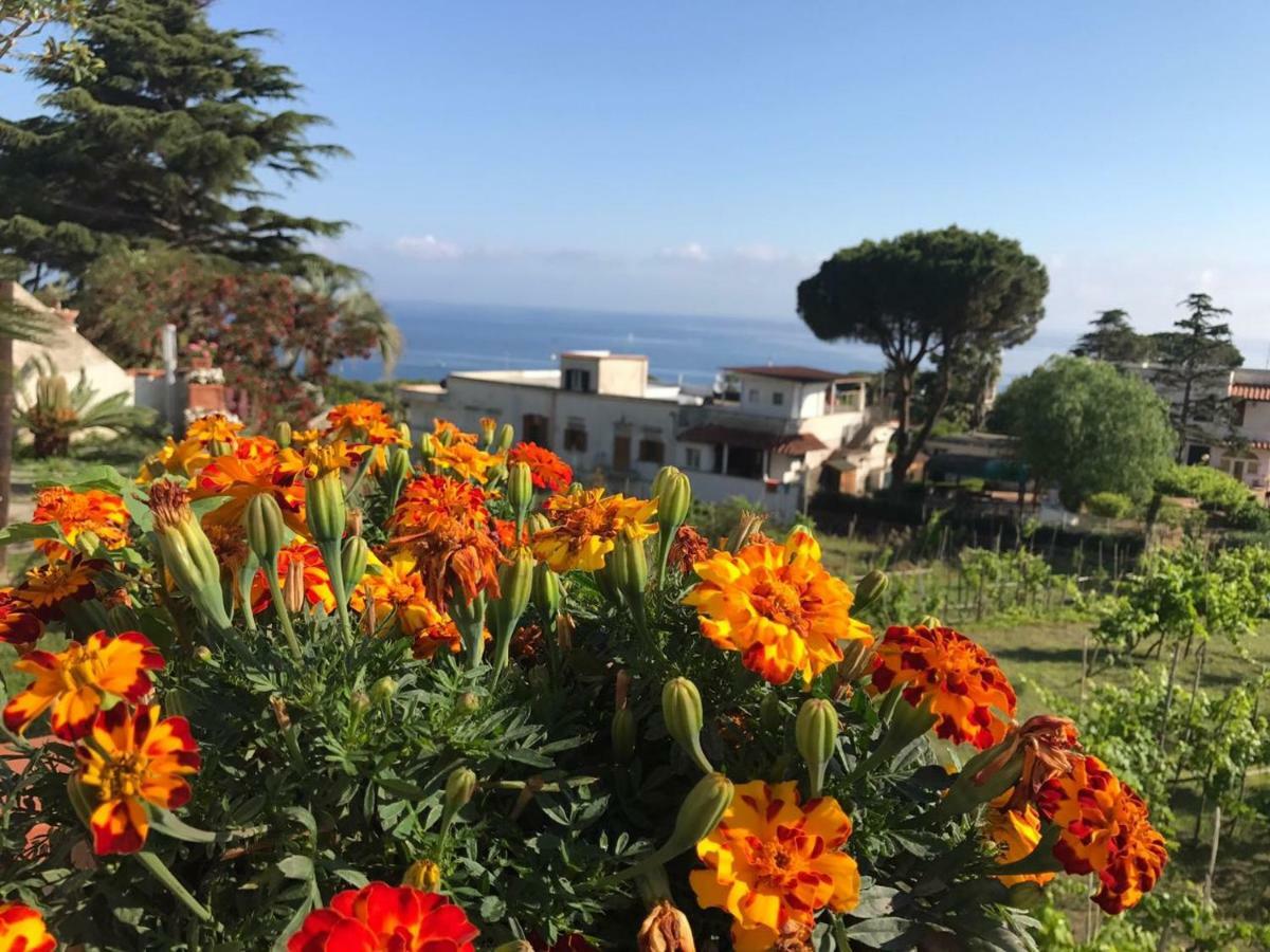 Villa Araucaria Casamicciola Terme Eksteriør billede